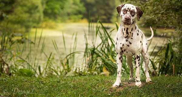 Dedham Veterinary Associates